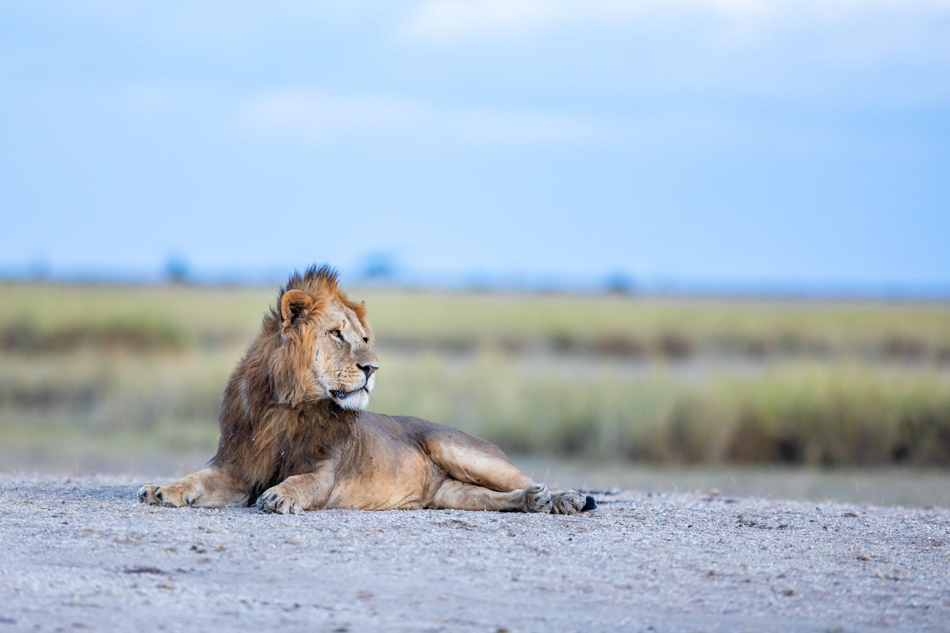 Lions in Kimana Sanctuary in Kenya’s greater Amboseli ecosystem